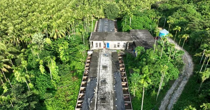 Pig farming in tropical forst