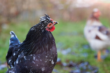 Closeup of black rooster looking up