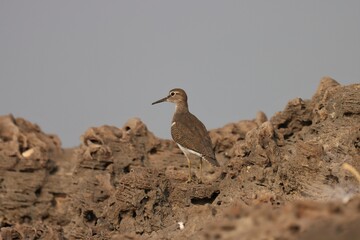 Common sandpiper standing on the rock. Brown bird.