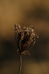 Dry wild grass in autumn