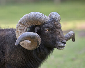Close up head shot of brown male ouessant sheep