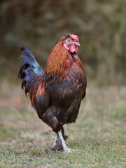 Red rooster in garden grass