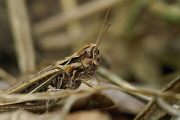 Closeup on a European bow-winged grasshopper, Chorthippus biguttulus sitting on the ground
