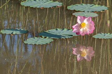 The lotus flower in full bloom.