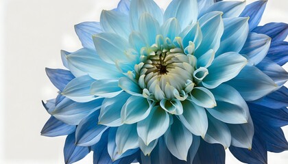 light blue flower on a white background with clipping path closeup big shaggy flower for design dahlia