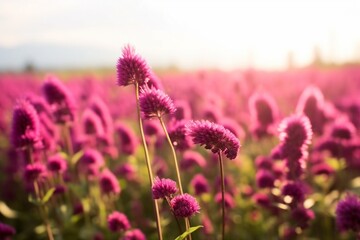 Fototapeta premium Amaranth flower field with sunny filter. generative ai.