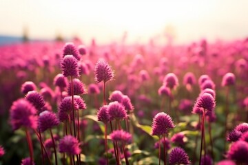 Amaranth flower field with sunny filter. generative ai.