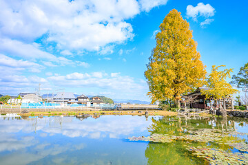 秋の縫ノ池と川津厳島神社　佐賀県白石町　Autumn Nuinoike and Kawazu Itsukushima...