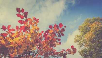Obraz na płótnie Canvas colorful fall tree leafs against sky vintage background