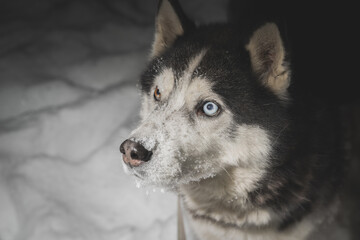 Photo of a husky dog ​​in winter, close-up.