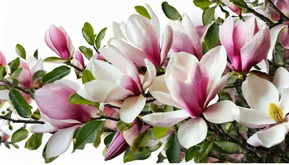 Schilderijen op glas beautiful blooming magnolia flower bouquet on white background © Nichole