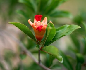 Close-up of a vivid pink pomegranate flower with multiple petals reaching out from the stem