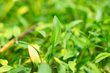 Cryptocoryne X Willisii plant in Saint Gallen in Switzerland