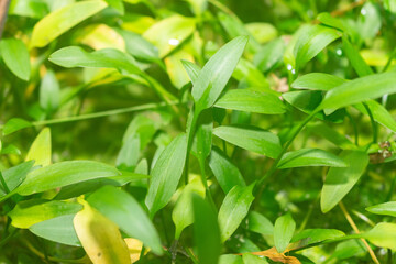Cryptocoryne X Willisii plant in Saint Gallen in Switzerland