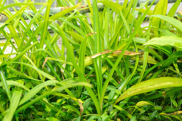 Crinum Commelyni plant in Saint Gallen in Switzerland