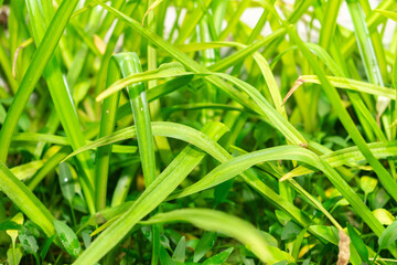 Crinum Commelyni plant in Saint Gallen in Switzerland