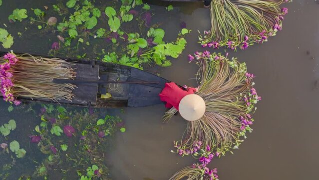Drone view women is harvesting water lily in Moc Hoa - Long An province, south west Vietnam