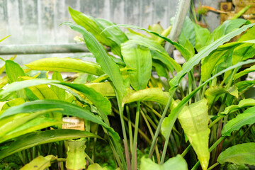 Fototapeta premium Lagenandra Ovata plant in Saint Gallen in Switzerland