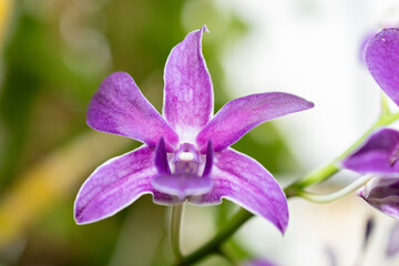 Dendrobium X Superbiens plant in Saint Gallen in Switzerland