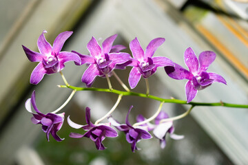 Dendrobium X Superbiens plant in Saint Gallen in Switzerland