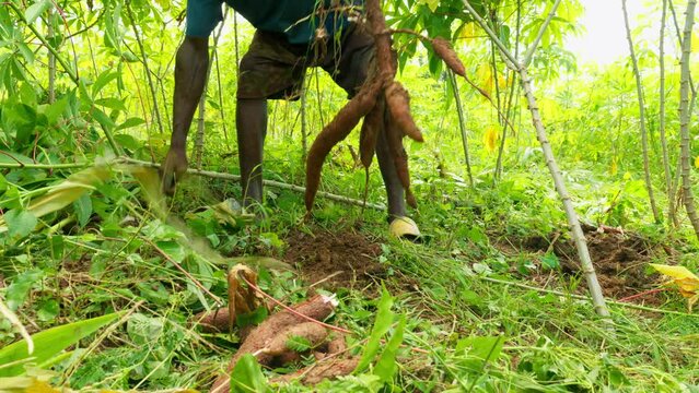 black african male harvesting cassava roots in the green deep jungle in ghana 