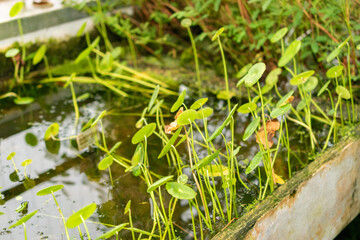 Largeleaf pennywort or Hydrocotyle Bonariensis plant in Saint Gallen in Switzerland