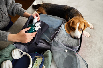 The girl is packing a suitcase for the trip, packing her luggage. A beagle dog is lying next to a...