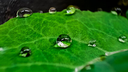 Beautiful large drop morning dew in nature,  Drops of clean transparent water on leaves. Image in...