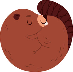 Beaver Animal Sleeping