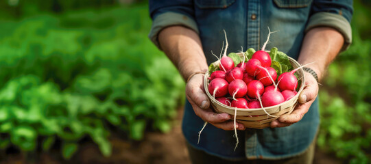 A person surrounded by nature, holding a bunch of green radishes, highlighting the vegetarian goodness and outdoor freshness of the crop. - obrazy, fototapety, plakaty