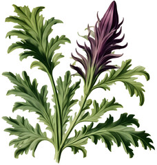 Aacanthus mollis flower vintage illustration on transparent background
 - obrazy, fototapety, plakaty