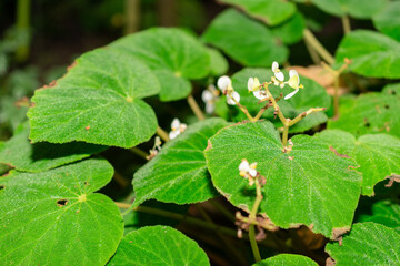 Begonia Imperialis plant in Saint Gallen in Switzerland
