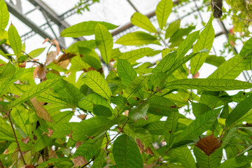 Obraz premium Cacao tree or Theobroma Cacao in Saint Gallen in Switzerland