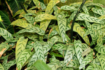 Calathea Bachemiana plant in Saint Gallen in Switzerland