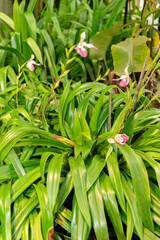 Fototapeta premium Phragmipedium X Sedenii plant in Saint Gallen in Switzerland