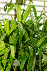 Phragmipedium X Sedenii plant in Saint Gallen in Switzerland