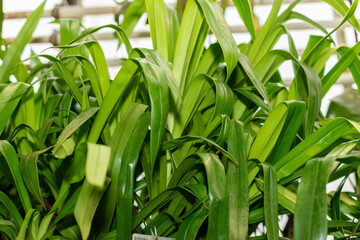 Phragmipedium X Sedenii plant in Saint Gallen in Switzerland