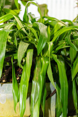 Phragmipedium X Sedenii plant in Saint Gallen in Switzerland