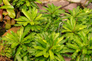 Little tree plant or Biophytum Sensitivum in Saint Gallen in Switzerland