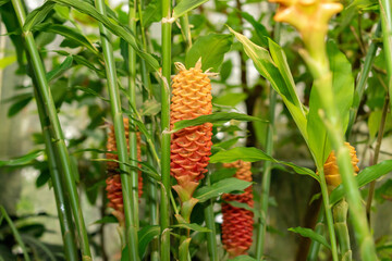 Zingiber Spectabile plant in Saint Gallen in Switzerland