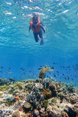 Indonesia Alor Island - Marine life Woman snorkeling in coral reef