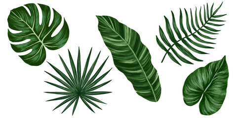 Tropical jungle leaves vector set. Monstera, palm leaves. Realistic hand drawn illustration. Isolated on white. - obrazy, fototapety, plakaty