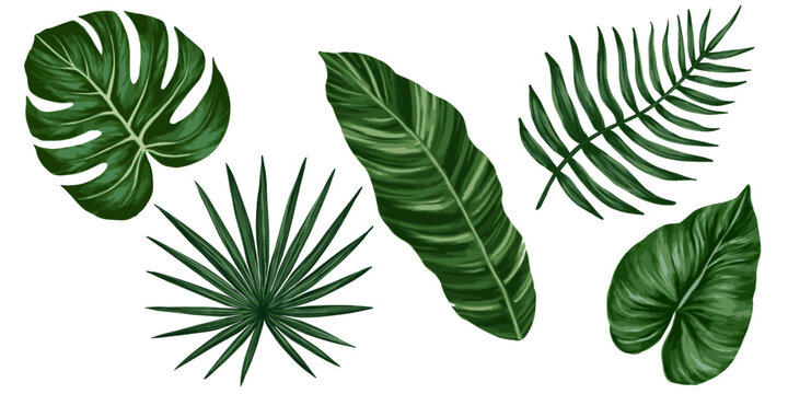 Tropical jungle leaves vector set. Monstera, palm leaves. Realistic hand drawn illustration. Isolated on white.
