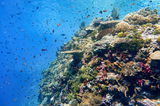 Indonesia Alor Island - Marine life Coral reef with tropical fish