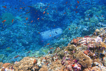 Fototapeta na wymiar Indonesia Alor Island - Marine life Coral reef with tropical fish - fish trap