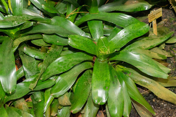 Obraz premium Blushing bromeliad or Neoregelia Carolinae plant in Saint Gallen in Switzerland