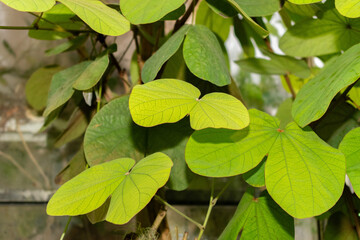 Bauhinia Vahlii plant in Saint Gallen in Switzerland
