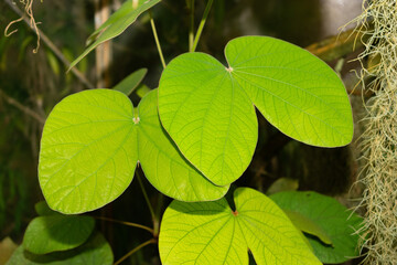 Bauhinia Vahlii plant in Saint Gallen in Switzerland