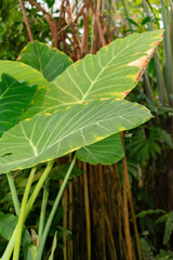 Giant elephant ear or Colocasia Gigantea plant in Saint Gallen in Switzerland