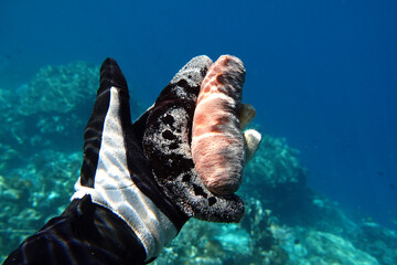 Indonesia Alor Island - Male hand holding sea cucumber